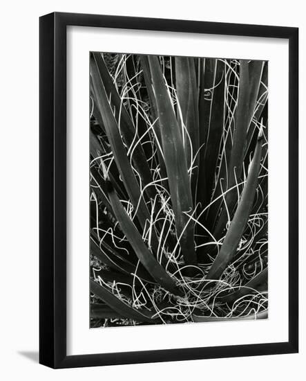 Succulents, California, c. 1980-Brett Weston-Framed Photographic Print