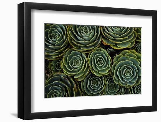 Succulents in the shape of flowers, San Gerardo de Dota, San Jose Province, Costa Rica-Matthew Williams-Ellis-Framed Photographic Print