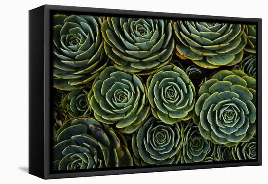 Succulents in the shape of flowers, San Gerardo de Dota, San Jose Province, Costa Rica-Matthew Williams-Ellis-Framed Premier Image Canvas