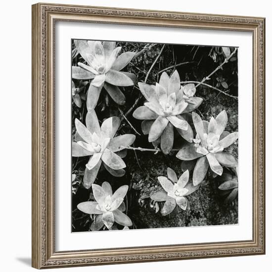 Succulents, Point Lobos, 1951-Brett Weston-Framed Premium Photographic Print