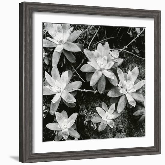 Succulents, Point Lobos, 1951-Brett Weston-Framed Premium Photographic Print