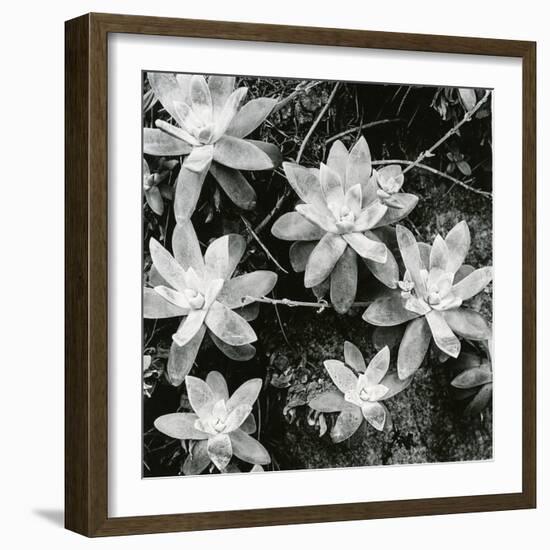 Succulents, Point Lobos, 1951-Brett Weston-Framed Premium Photographic Print