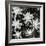 Succulents, Point Lobos, 1951-Brett Weston-Framed Premium Photographic Print