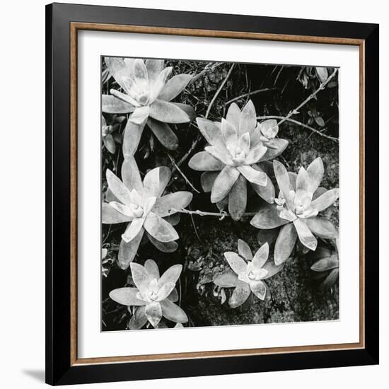 Succulents, Point Lobos, 1951-Brett Weston-Framed Premium Photographic Print