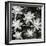 Succulents, Point Lobos, 1951-Brett Weston-Framed Premium Photographic Print