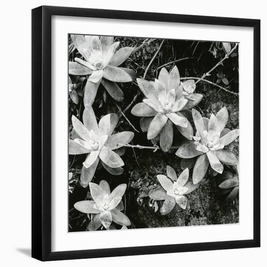 Succulents, Point Lobos, 1951-Brett Weston-Framed Premium Photographic Print