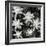 Succulents, Point Lobos, 1951-Brett Weston-Framed Photographic Print