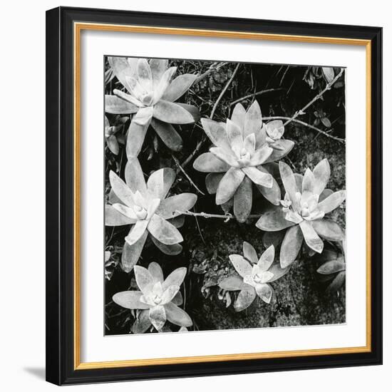 Succulents, Point Lobos, 1951-Brett Weston-Framed Photographic Print