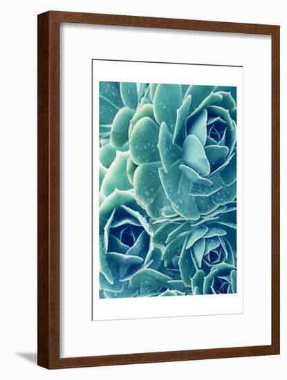 Succulents With Dew 2-Urban Epiphany-Framed Art Print