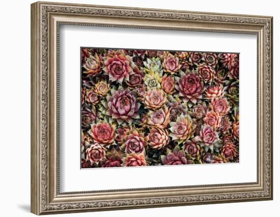 Succulents-David Winston-Framed Giclee Print