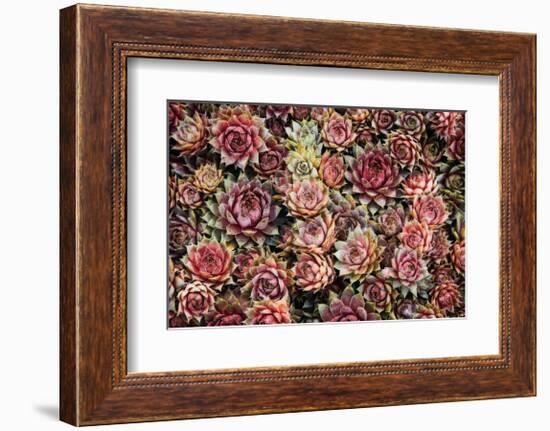 Succulents-David Winston-Framed Giclee Print