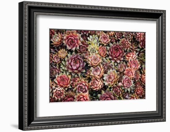 Succulents-David Winston-Framed Giclee Print