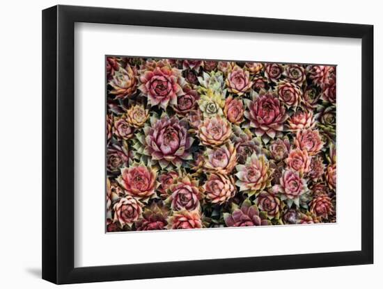 Succulents-David Winston-Framed Giclee Print