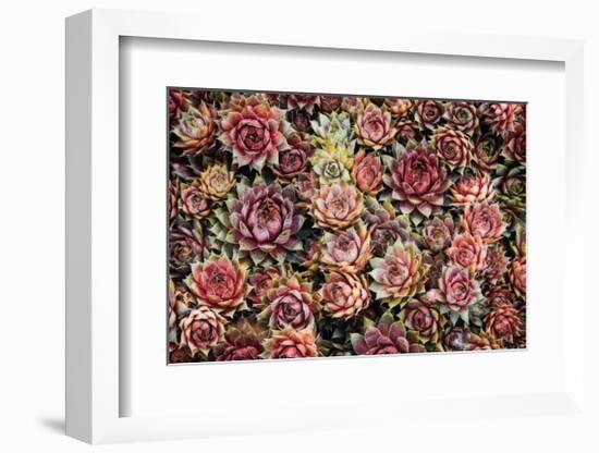Succulents-David Winston-Framed Giclee Print