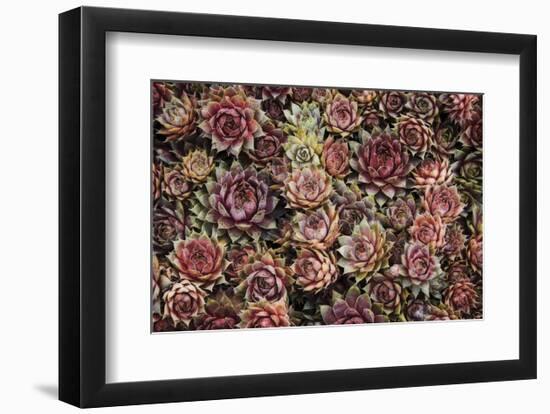 Succulents-David Lorenz Winston-Framed Art Print