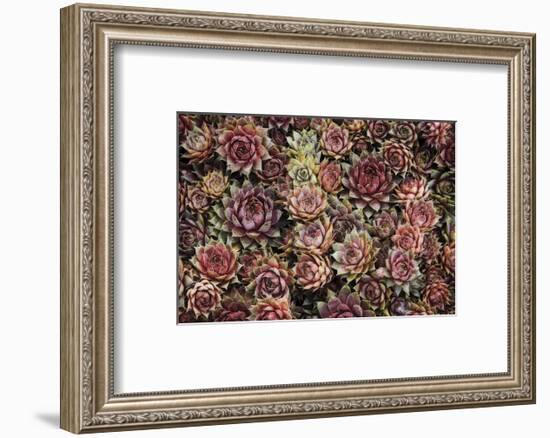 Succulents-David Lorenz Winston-Framed Art Print