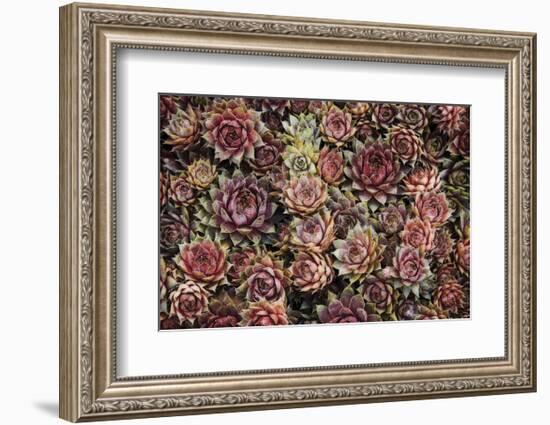 Succulents-David Lorenz Winston-Framed Art Print