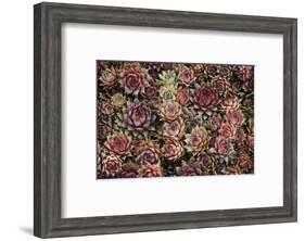 Succulents-David Lorenz Winston-Framed Art Print