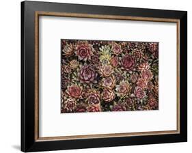 Succulents-David Lorenz Winston-Framed Art Print