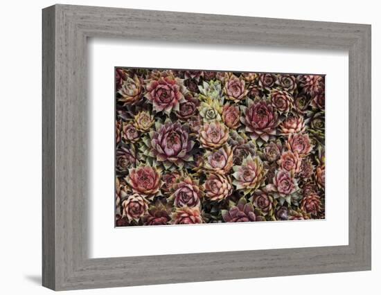 Succulents-David Lorenz Winston-Framed Art Print