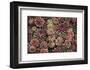Succulents-David Lorenz Winston-Framed Art Print