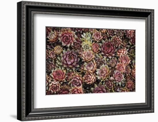 Succulents-David Lorenz Winston-Framed Art Print