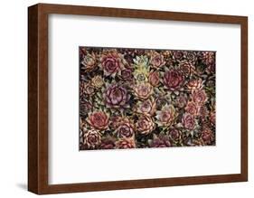 Succulents-David Lorenz Winston-Framed Art Print