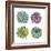 Succulents-Sandra Jacobs-Framed Giclee Print