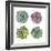 Succulents-Sandra Jacobs-Framed Giclee Print