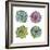 Succulents-Sandra Jacobs-Framed Giclee Print