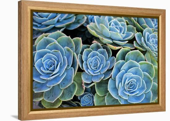 Succulents-Bennett Barthelemy-Framed Premier Image Canvas