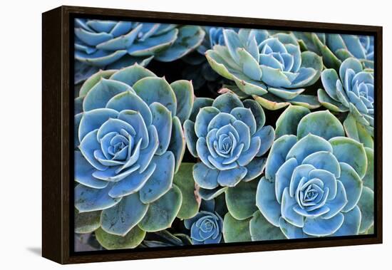 Succulents-Bennett Barthelemy-Framed Premier Image Canvas