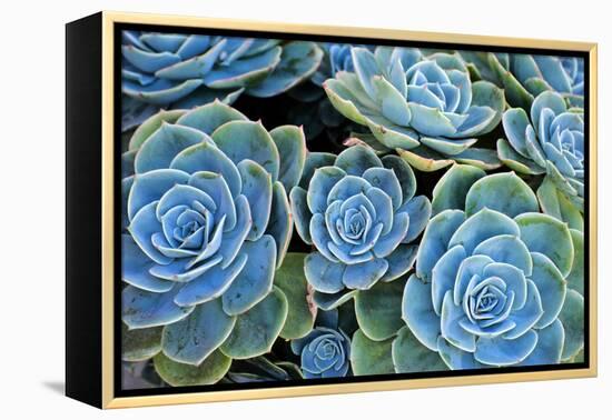Succulents-Bennett Barthelemy-Framed Premier Image Canvas