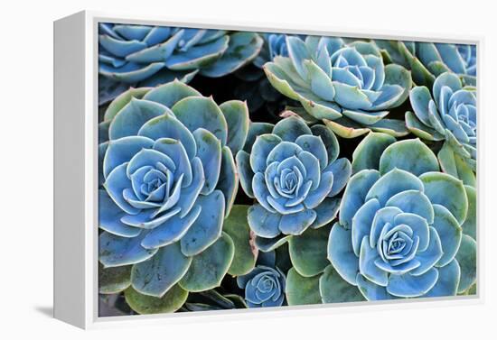 Succulents-Bennett Barthelemy-Framed Premier Image Canvas