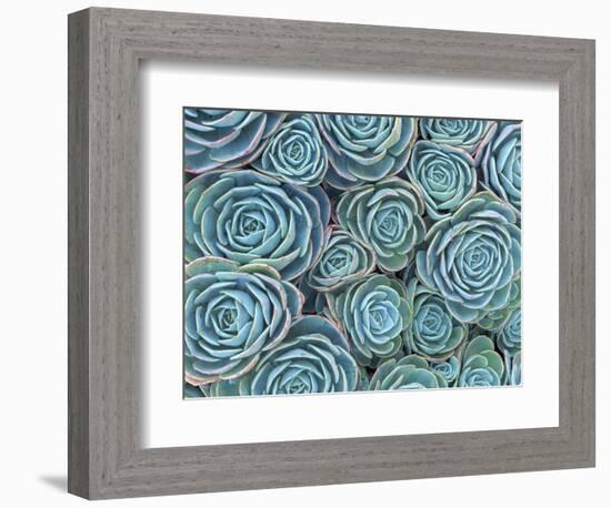 Succulents-Darrell Gulin-Framed Photographic Print