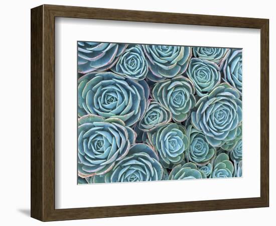 Succulents-Darrell Gulin-Framed Photographic Print