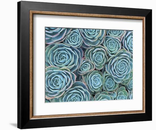 Succulents-Darrell Gulin-Framed Photographic Print