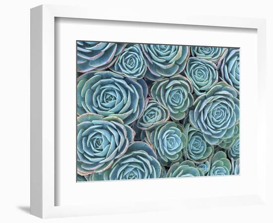 Succulents-Darrell Gulin-Framed Photographic Print