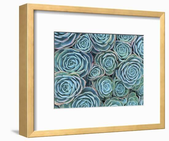 Succulents-Darrell Gulin-Framed Photographic Print