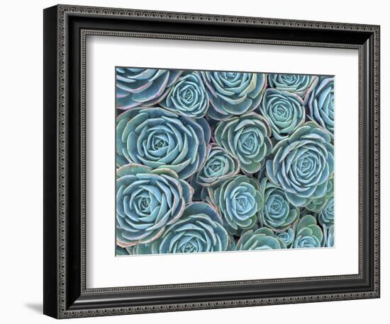 Succulents-Darrell Gulin-Framed Photographic Print