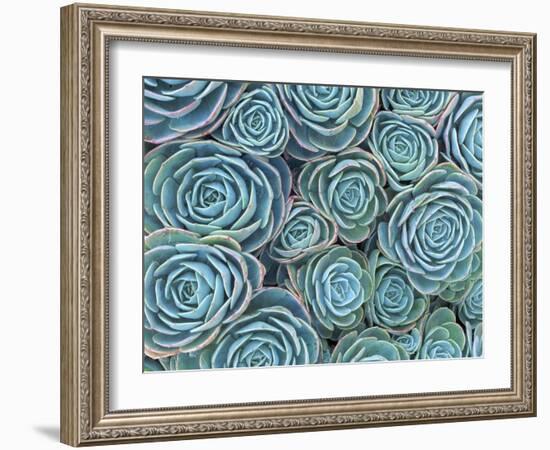 Succulents-Darrell Gulin-Framed Photographic Print