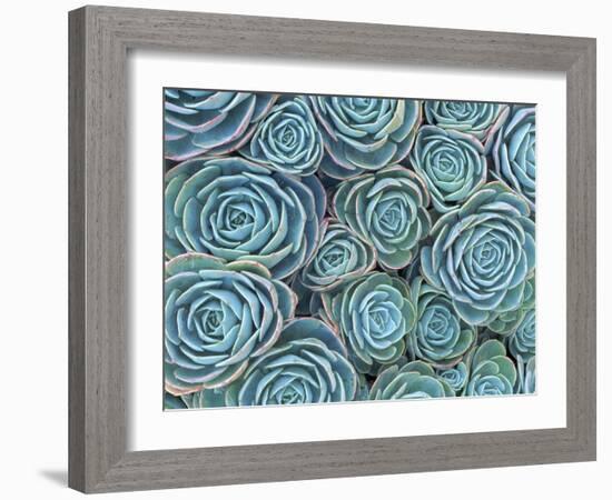 Succulents-Darrell Gulin-Framed Photographic Print