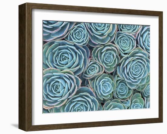 Succulents-Darrell Gulin-Framed Photographic Print