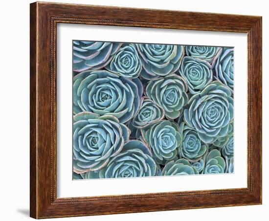 Succulents-Darrell Gulin-Framed Photographic Print