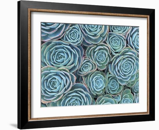 Succulents-Darrell Gulin-Framed Photographic Print