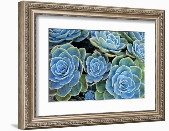 Succulents-Bennett Barthelemy-Framed Photographic Print