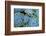 Succulents-Bennett Barthelemy-Framed Photographic Print