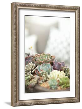 Succulents-Karyn Millet-Framed Photographic Print