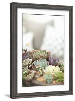 Succulents-Karyn Millet-Framed Photographic Print