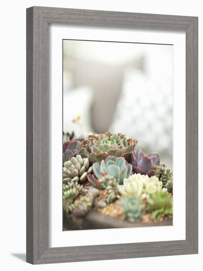 Succulents-Karyn Millet-Framed Photographic Print